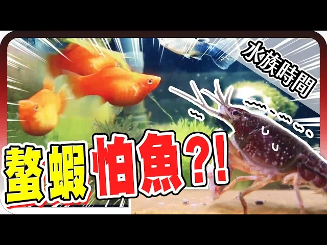 與魚魚共存!螯蝦居然超怕球魚?|水族時間【黑羽】